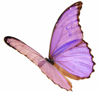 papillon.bmp